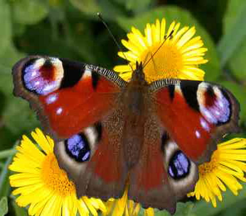 butterfly, wings, yellow flower, beautiful, peacock butterfly HD wallpaper