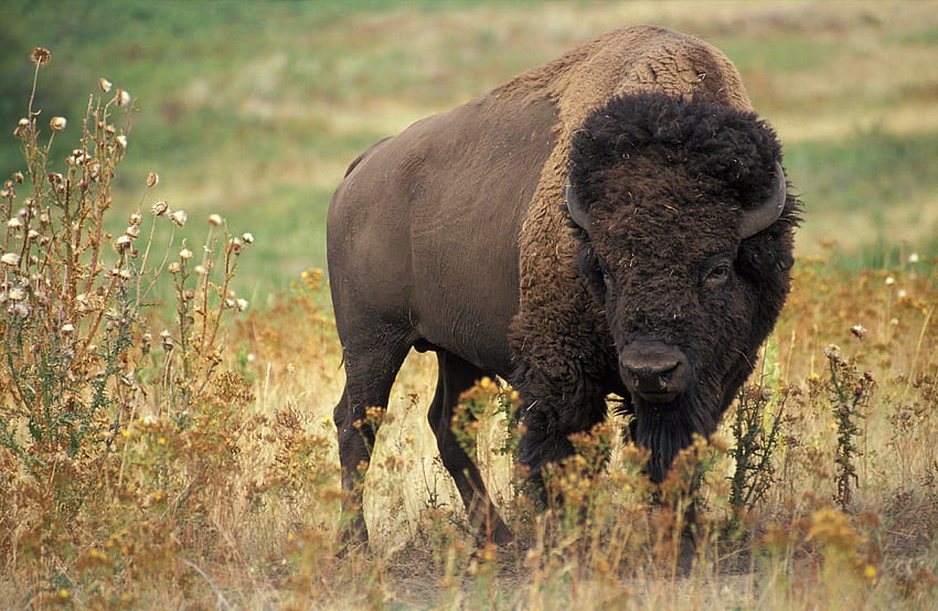 High Resolution = american bison. hueputalo, Native American Bison HD wallpaper