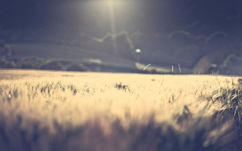 Solitary Wheat Field - Nashville - Hot HD wallpaper