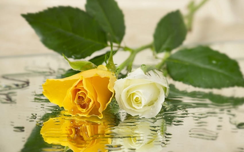 Roses, leaves, flowers, reflection HD wallpaper