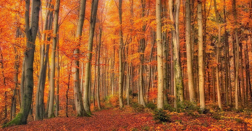 otoño, bosque, hojas, arbustos, árboles, musgo, oro, naturaleza, paisaje fondo de pantalla