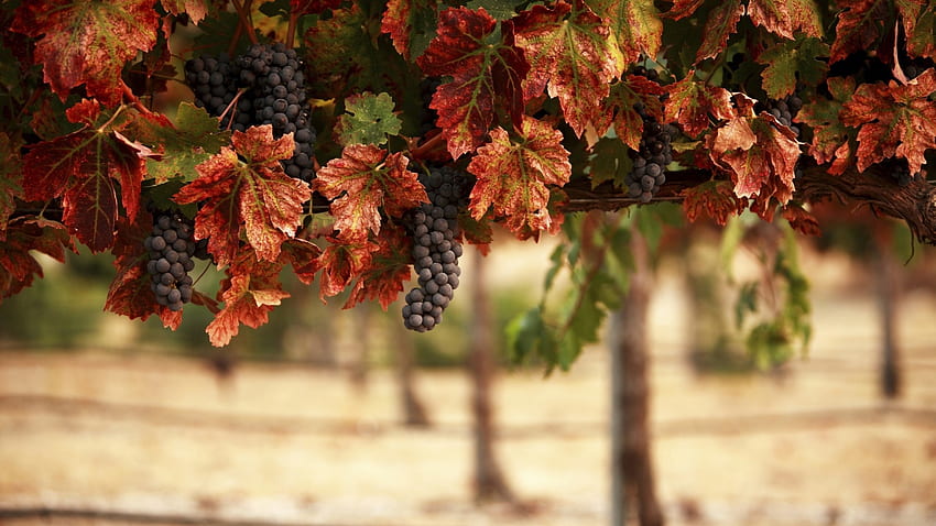 ... Background Full . nature, leaves, blur, vineyard, grapes, landscape HD wallpaper