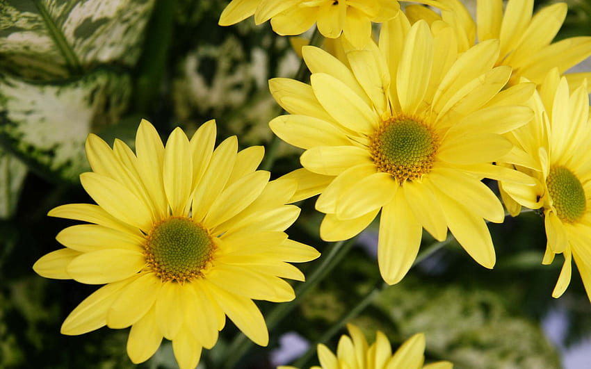 Royal Yellow Color Daisy Flowers Pics HD wallpaper