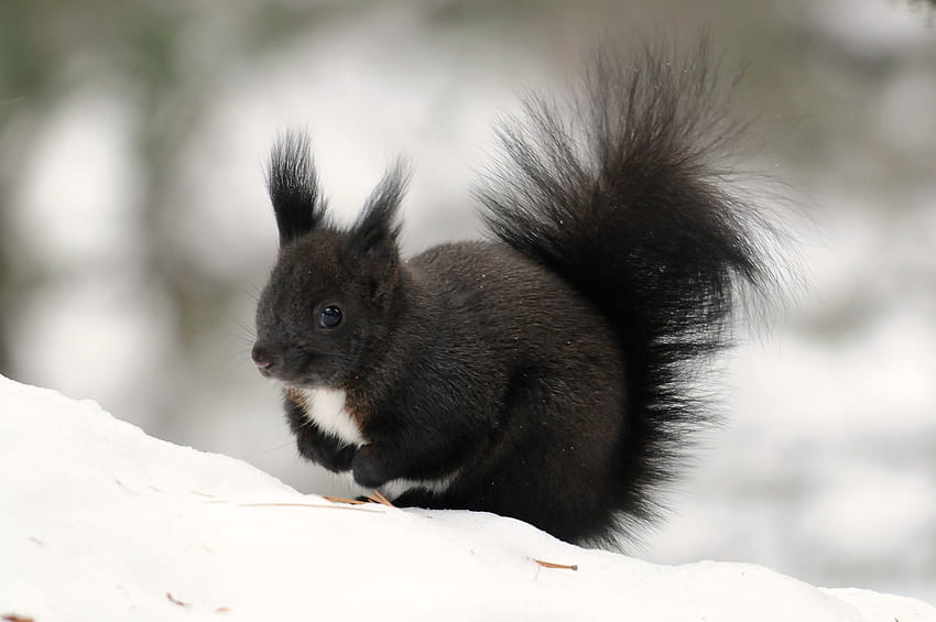 Animals, Winter, Squirrel, Snow, Fluffy, Color, Tail HD wallpaper