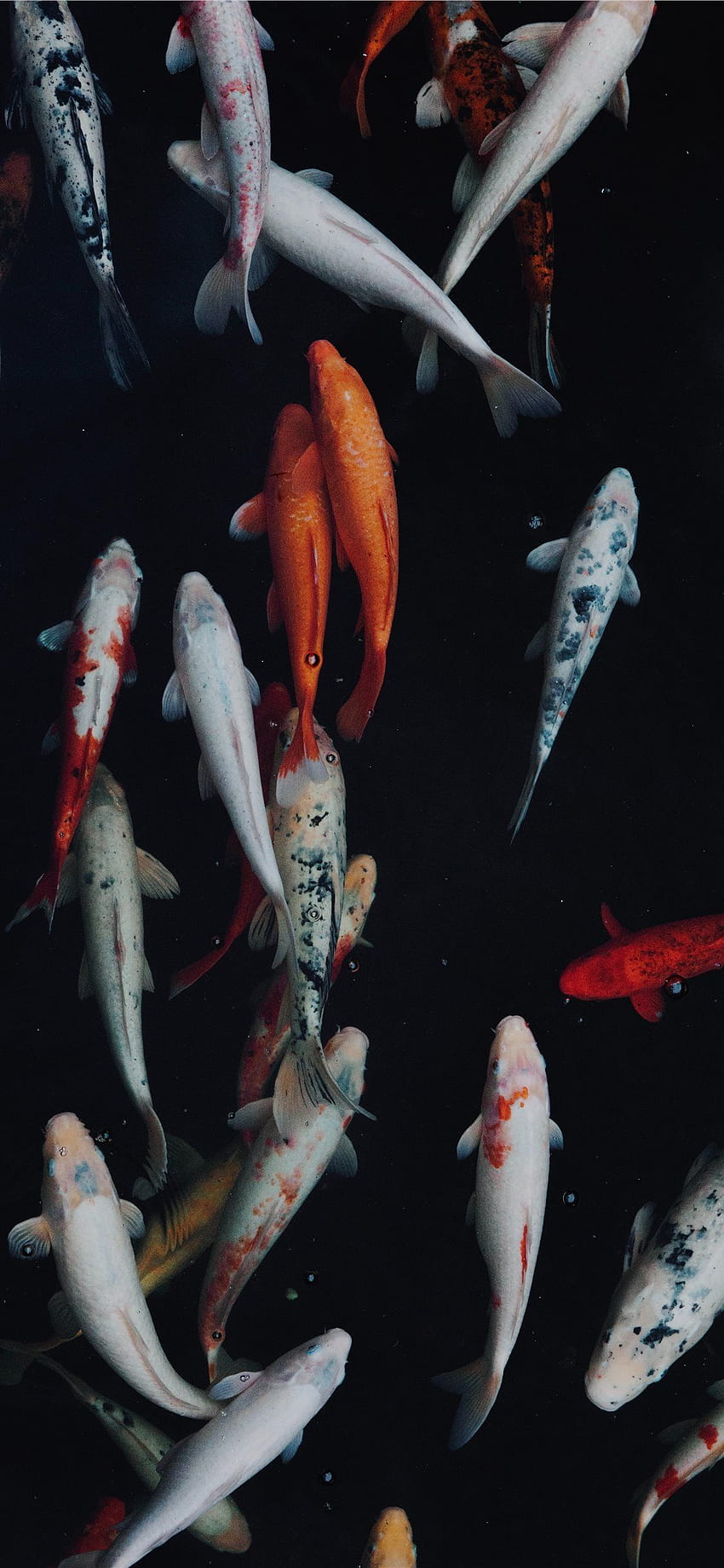 흰색과 주황색 잉어 물고기 iPhone X HD 전화 배경 화면