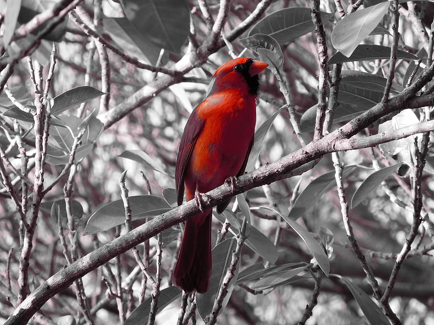 Hewan, Burung, Duduk, Cabang, Kardinal Merah Wallpaper HD