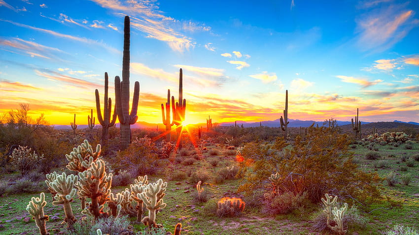 Sonoran Desert Cactus Consumer Energy Alliance, deserto di Tucson Sfondo HD