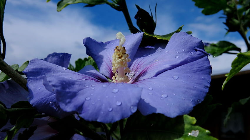 Hibiscus Syriacus Blue Drops flower Closeup HD wallpaper