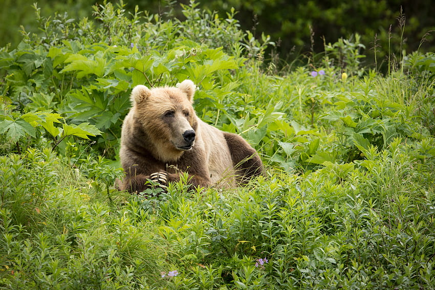 Animals, Grass, Bear, Predator, Brown Bear HD wallpaper