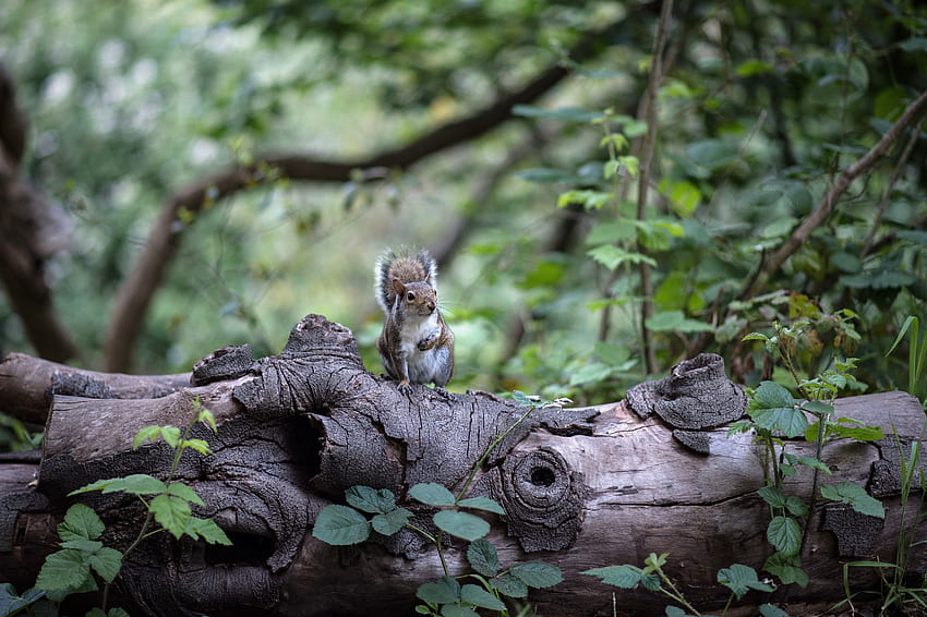 Tiere, Eichhörnchen, Holz, Baum, Sitzt, Sitzt, Nagetier HD-Hintergrundbild