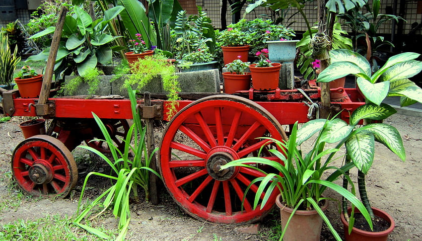 Carro de boi aposentado, vasos de plantas, planta ornamental, verde, vermelho papel de parede HD