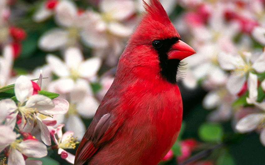Zwierzęta, Kwiaty, Pióro, Piękny, Czerwony Ptak Tapeta HD