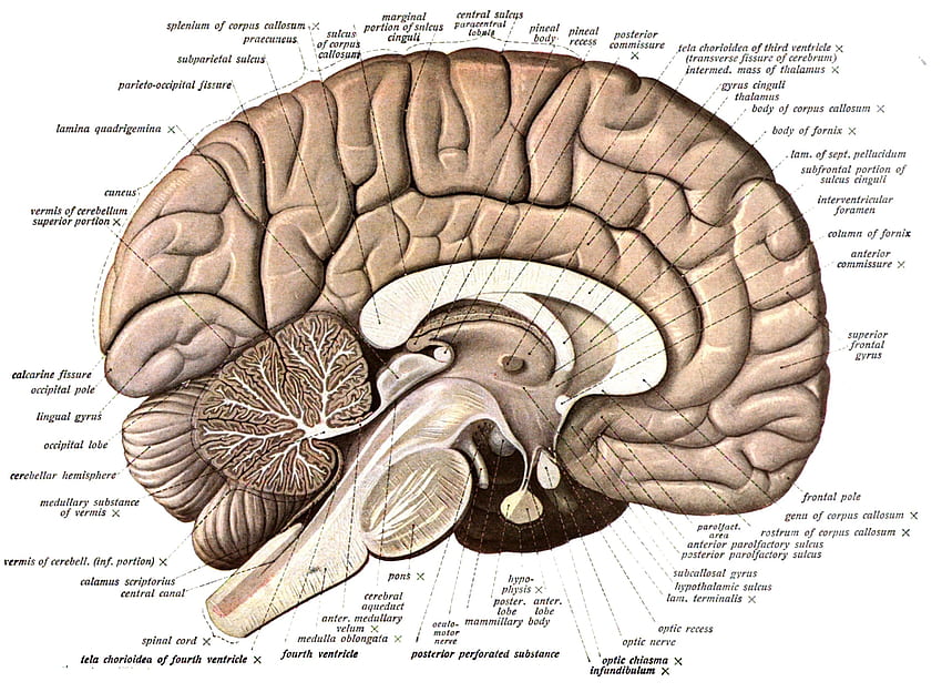 뇌 해부학 의료 머리 두개골 포스터, 인간의 뇌 HD 월페이퍼