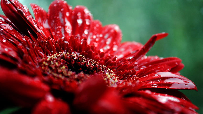 Tropfen, Blume, Makro, Dunkel, Feuchtigkeit HD-Hintergrundbild