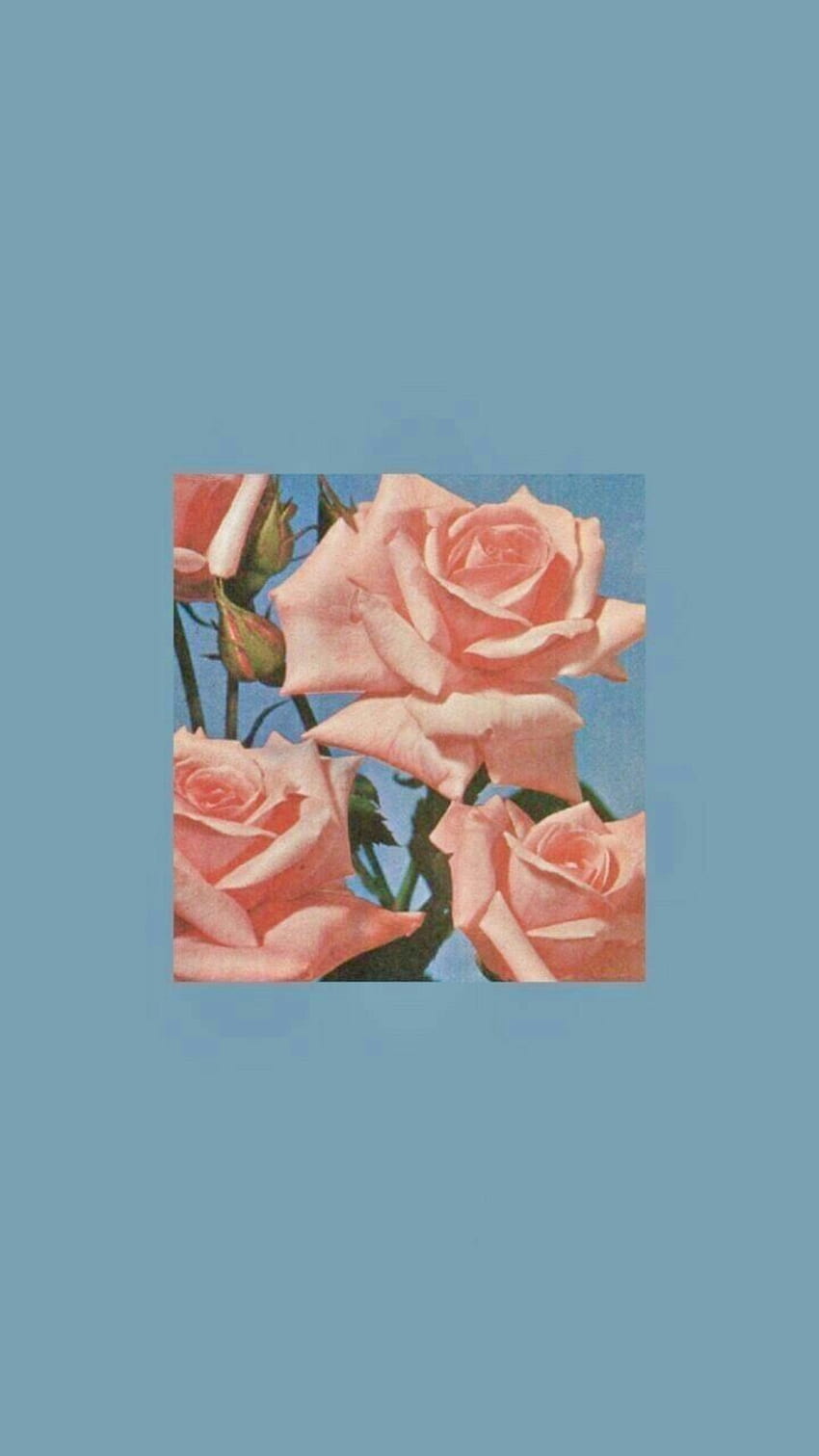 Aesthetic, pink roses and -, Vibey HD phone wallpaper | Pxfuel