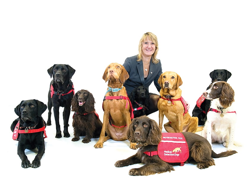 Astúcia canina - Cães de detecção médica, Olfato aguçado, Caninos, Condições médicas detectadas, Cães papel de parede HD