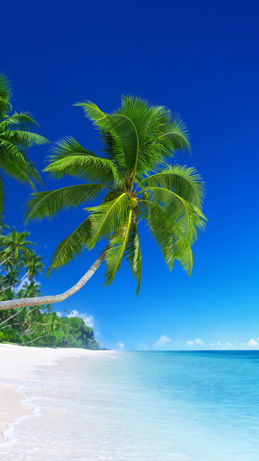 Pohon palem di pantai, Sunny Beach iPhone wallpaper ponsel HD