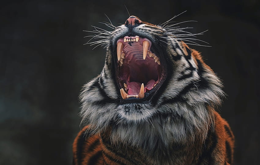 language, face, tiger, pose, the dark background, teeth, mouth, fangs, grin, aggression, wild cat, roar, terrible for , section кошки HD wallpaper