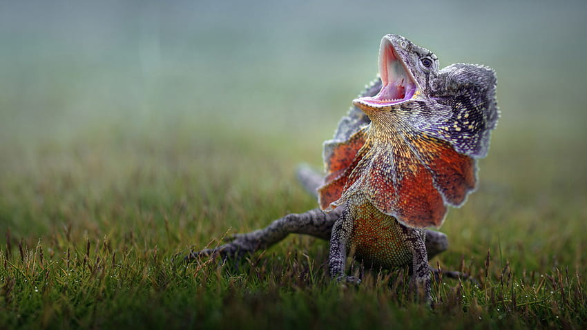 Frilled-neck Lizard สัตว์ ธรรมชาติ กิ้งก่า วอลล์เปเปอร์ HD