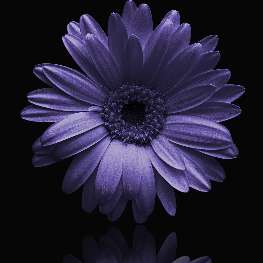 Retrato, gerbera azul, flor fondo de pantalla del teléfono