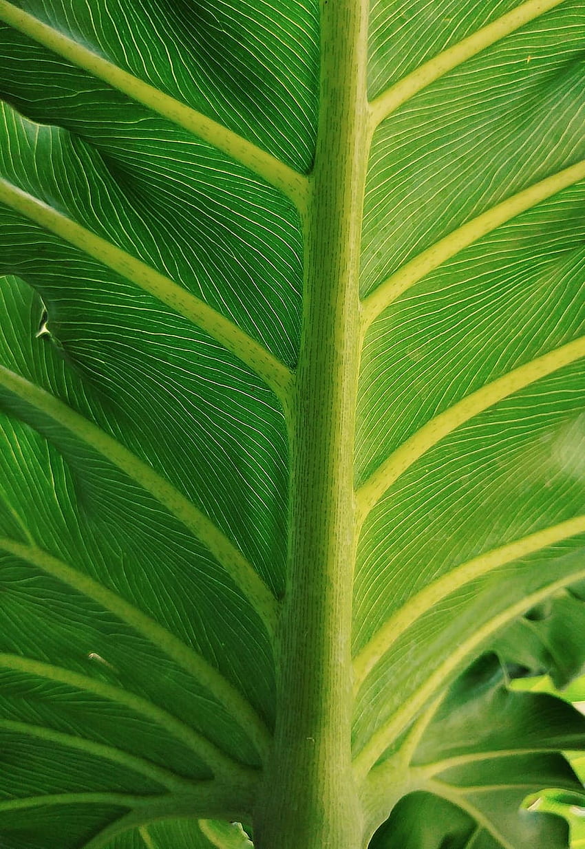 leaf, fresh, green, , environment, plant, green color, Growth HD phone wallpaper