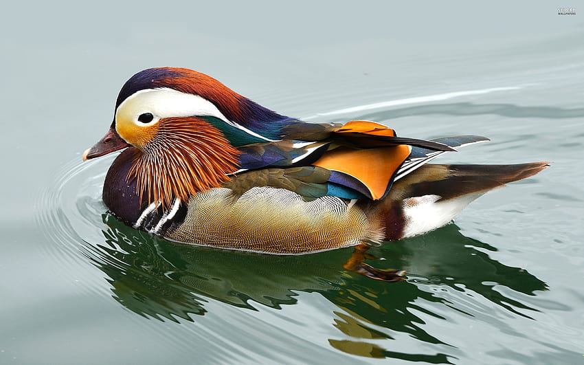 mandarin, Duck, Bird, Ducks, 35 / and Mobile Background HD wallpaper