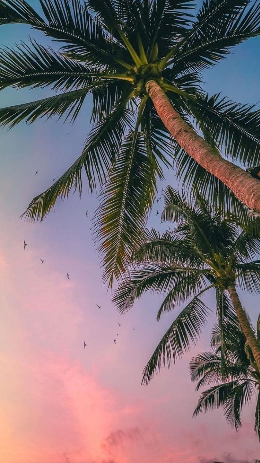 Beach / luxury / rich in 2020. Palm trees , Tree, Tropical Summer HD phone  wallpaper | Pxfuel