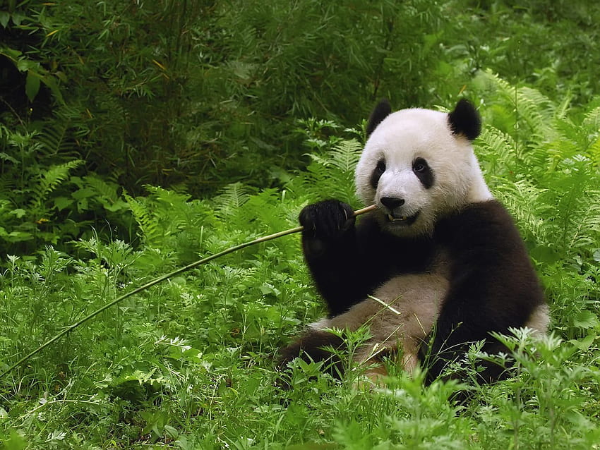 Ours panda mangeant du bambou. Animal . Panda gigante, panda Oso, panda lindo Fond d'écran HD