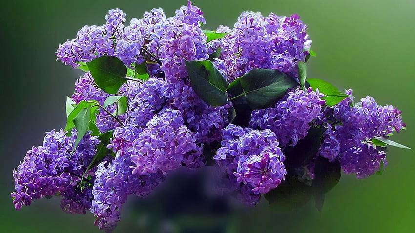 Purple Lilac Purple - Novocom.top, Lilac Tree HD wallpaper | Pxfuel