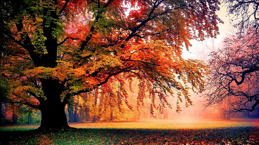 ต้นไม้ในฤดูใบไม้ร่วงที่มีสีสัน ธรรมชาติ สีสัน ฤดูใบไม้ร่วง ต้นไม้ วอลล์เปเปอร์ HD
