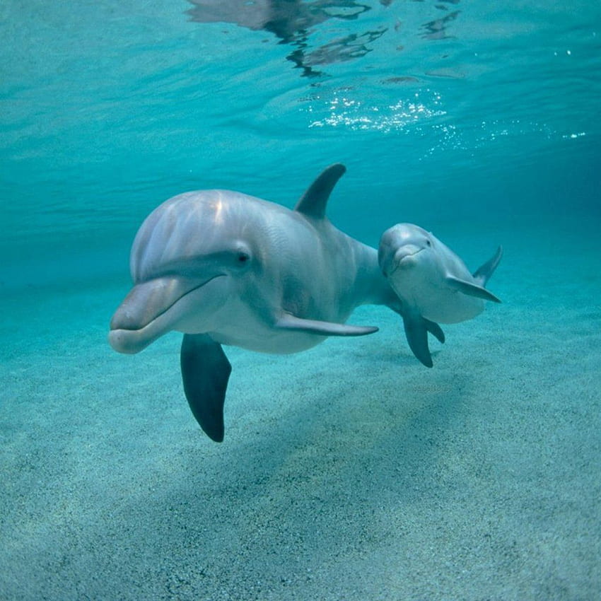 Dolphins Swimming Underwater iPad HD phone wallpaper