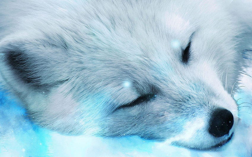 Cute snow fox HD wallpapers  Pxfuel