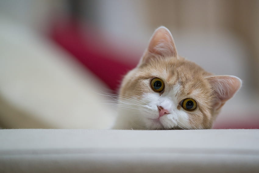 Kucing, Hewan, Moncong, Penglihatan, Pendapat, Menyenangkan Wallpaper HD
