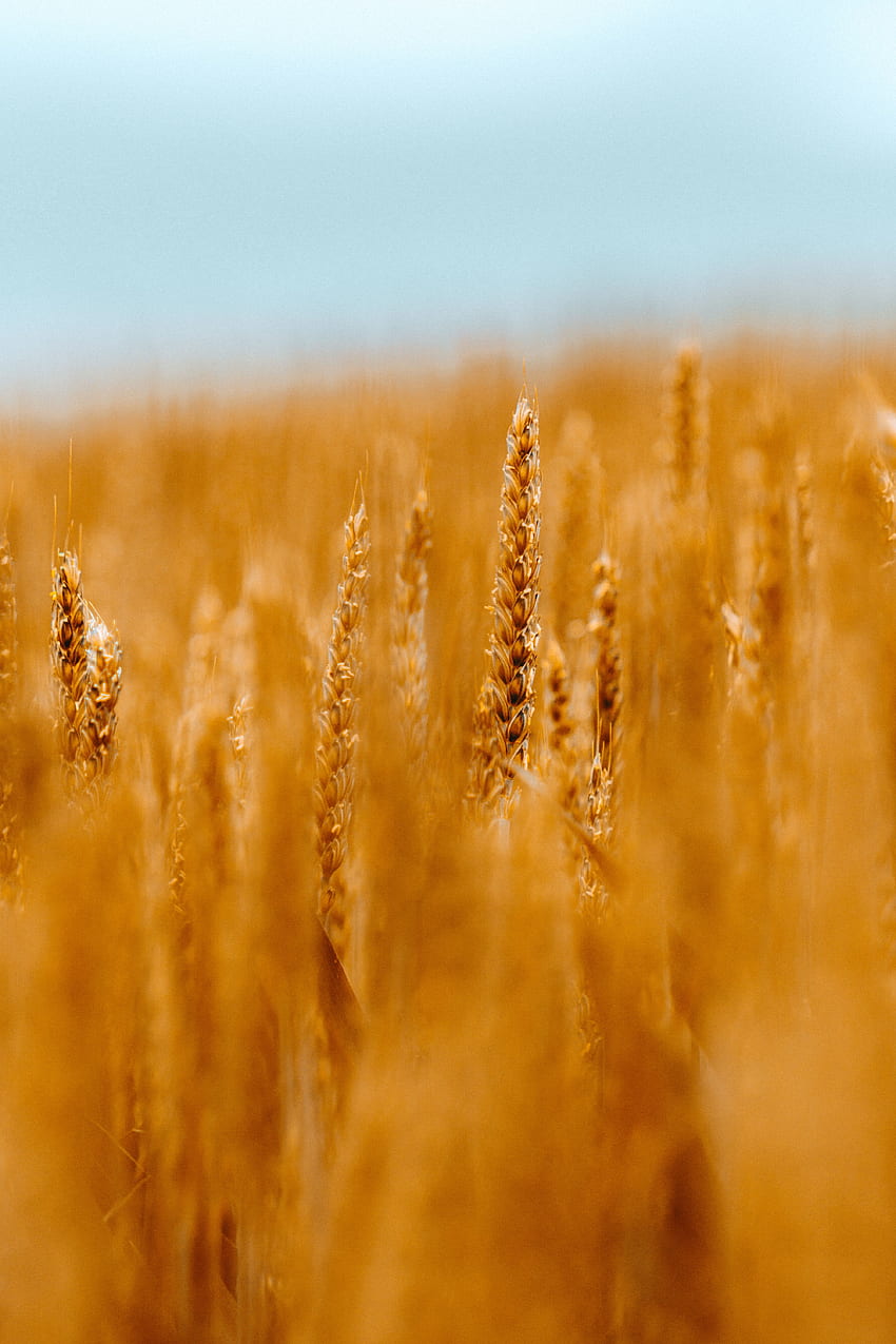 Cones, Wheat, Macro, Blur, Smooth, Field, Spikelets, Cereals HD phone wallpaper
