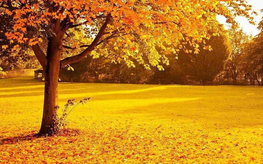 HQ Plus fornece tamanhos diferentes de árvores de outono amarelas, natureza amarela papel de parede HD