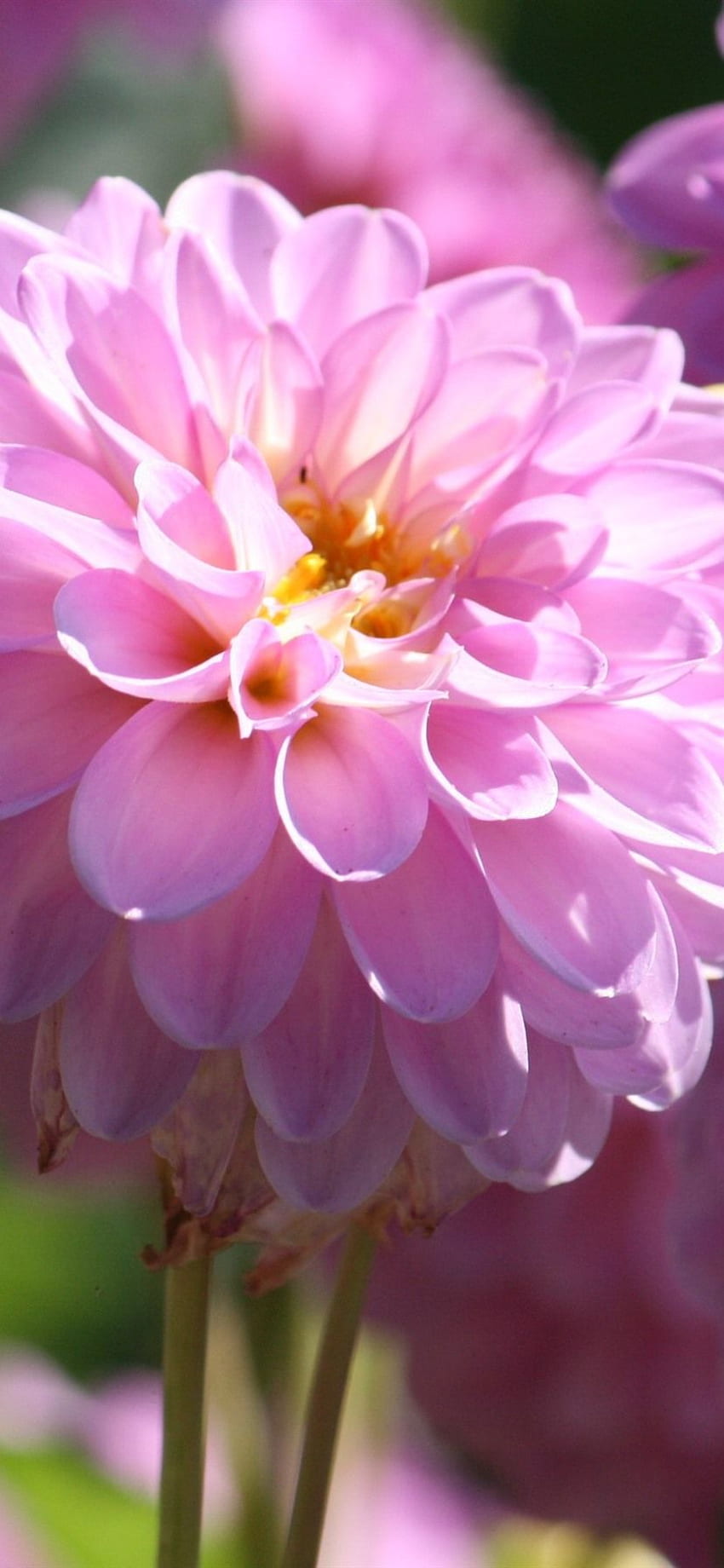 Fleur de dahlia rose, printemps, IPhone 11 XR lumineux, fond,,, Floral lumineux Fond d'écran de téléphone HD