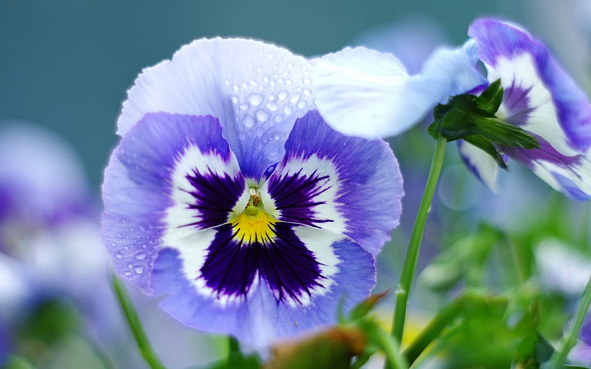 Pansy, blue, white, viola tricolor, flower, green, spring HD wallpaper