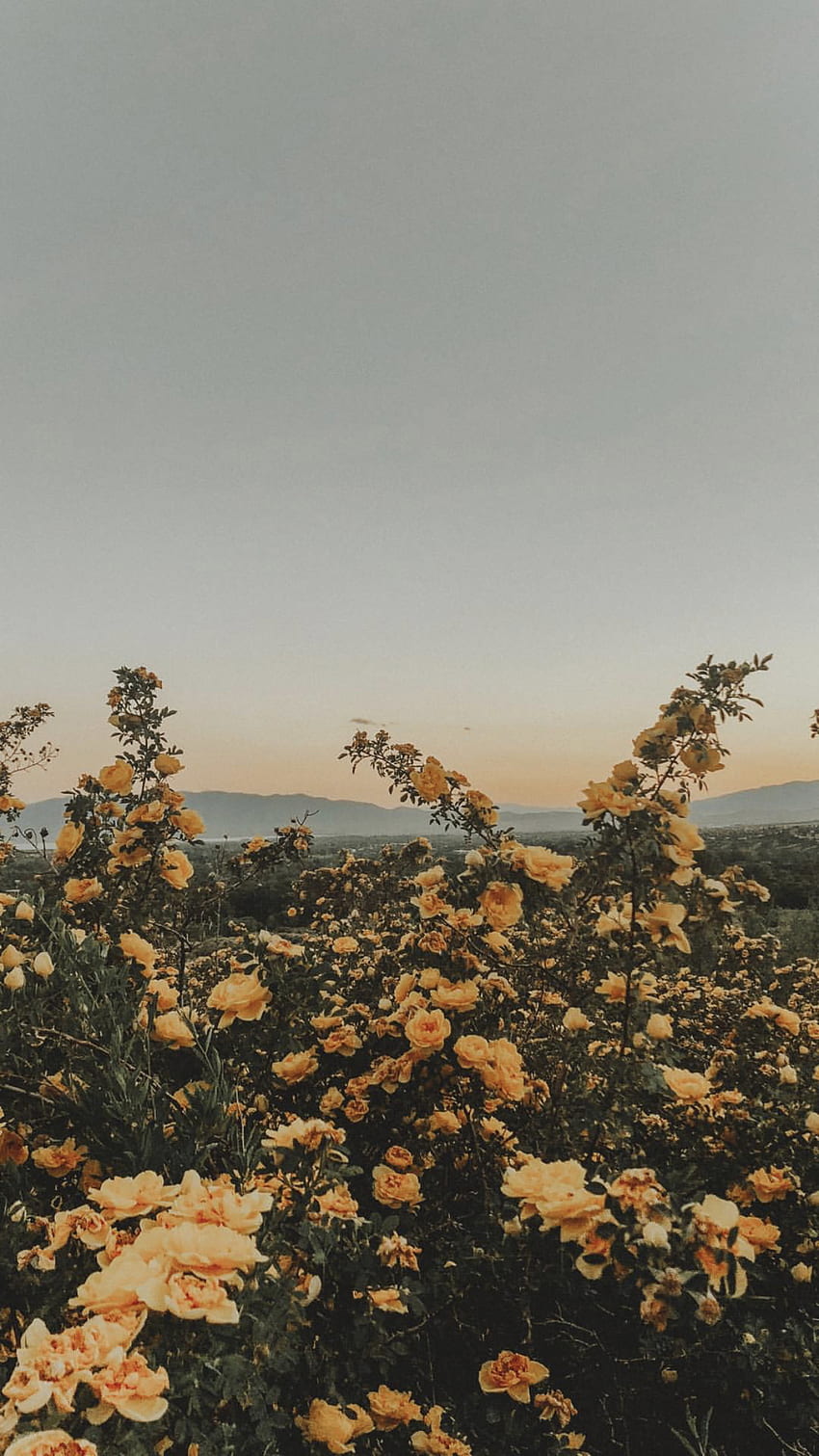 カリー◡̈（ nel 2020. Fiore giallo , Estetica , Natura, Instagram Aesthetic Sfondo del telefono HD
