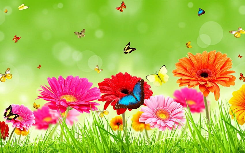 ทุ่งหญ้าดอกไม้ ผีเสื้อ เยอบีร่า สีสัน เวลาฤดูใบไม้ผลิ ทุ่ง สวยงาม ธรรมชาติ วอลล์เปเปอร์ HD