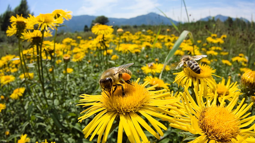 : Pszczoły na słoneczniku - nektar, słonecznik, płatki Tapeta HD