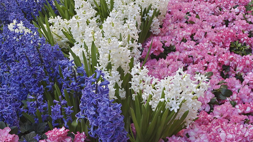 Blumen, Blumenbeet, Blumenbeet, Frühling, Verschiedene, Hyazinthen HD-Hintergrundbild