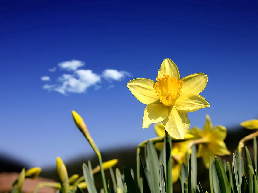 Flowers, Sky, Narcissussi, Buds, Spring, Cloud HD wallpaper