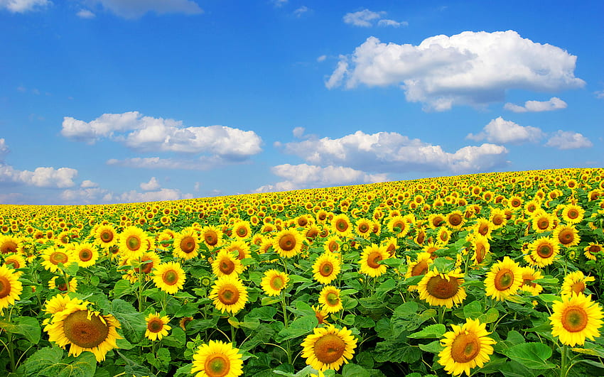Słonecznikowe pole, natura, słonecznik, kolor żółty, kwiat Tapeta HD