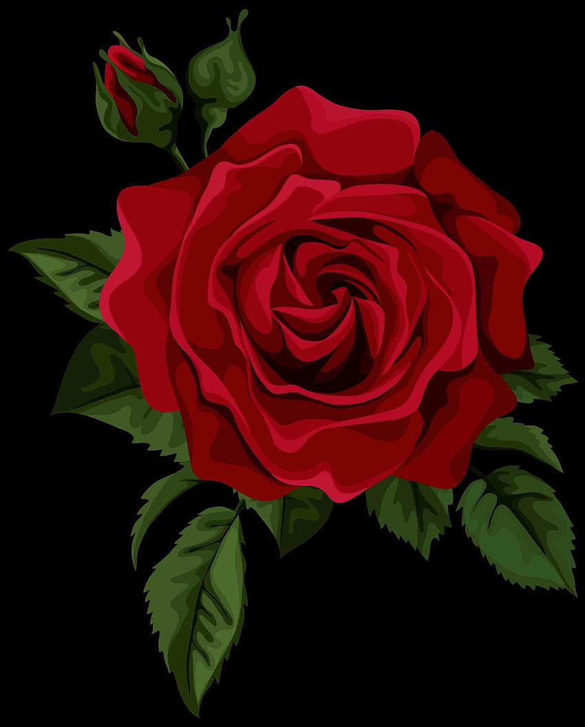 translucent beautiful single red rose