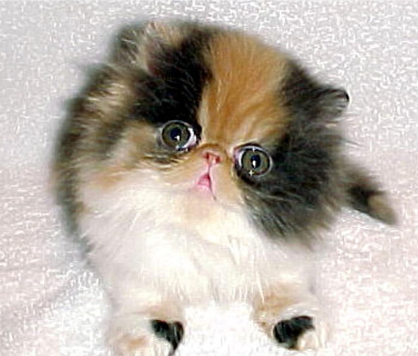 Cali the Cuddly Kitty, kitten, eyes, calico, cat HD wallpaper