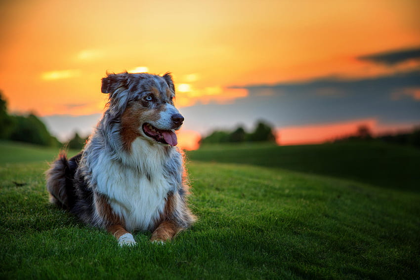 Tiere, Sonnenuntergang, Gras, Hund, Australian Shepherd, Aussie HD-Hintergrundbild
