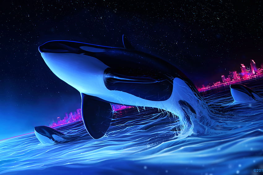 Dolphin Night Orca Whale Dijital Sanat, Katil Balina HD duvar kağıdı