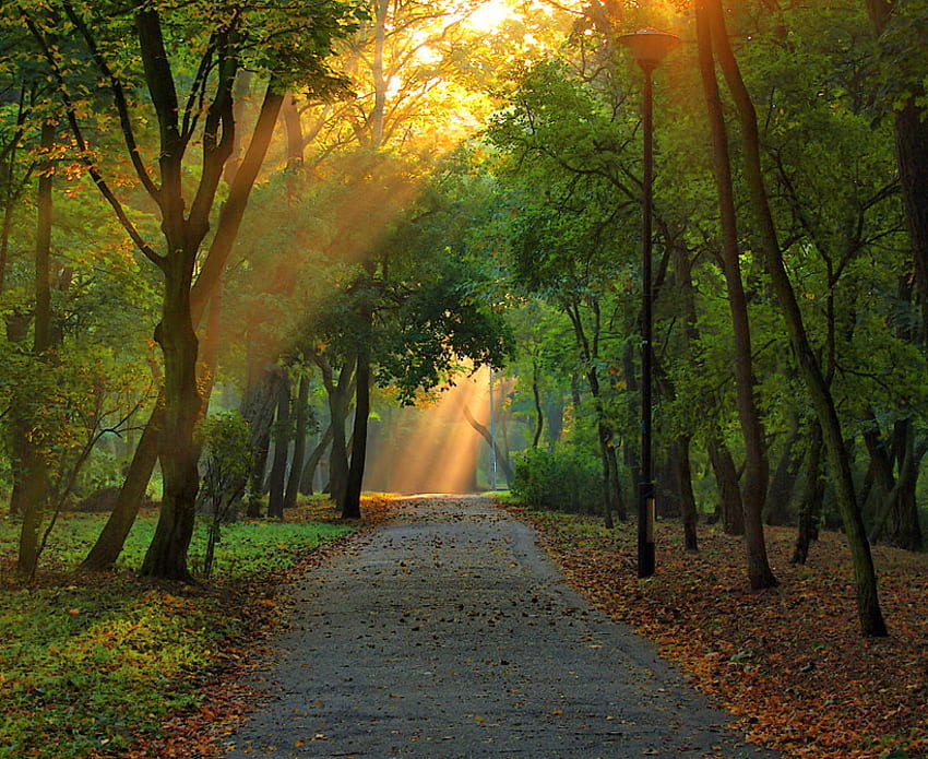 Лъчи, слънчева светлина, пътека, зелено, дървета, гора HD тапет