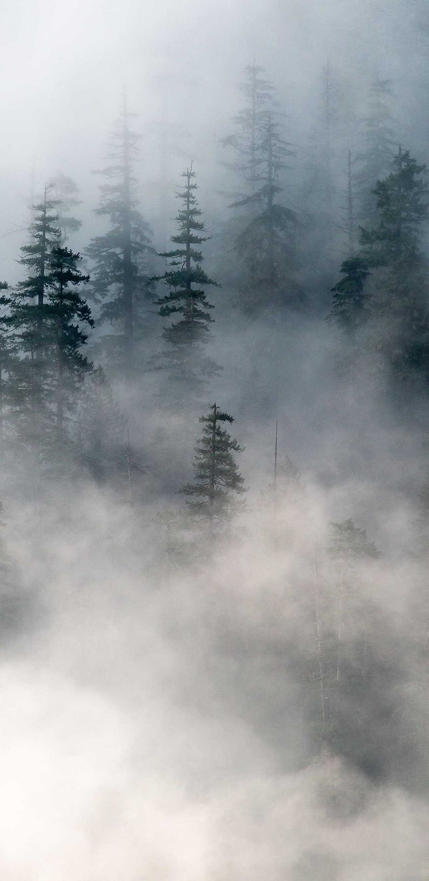 Мъглива гора, мъглива естетика HD тапет за телефон
