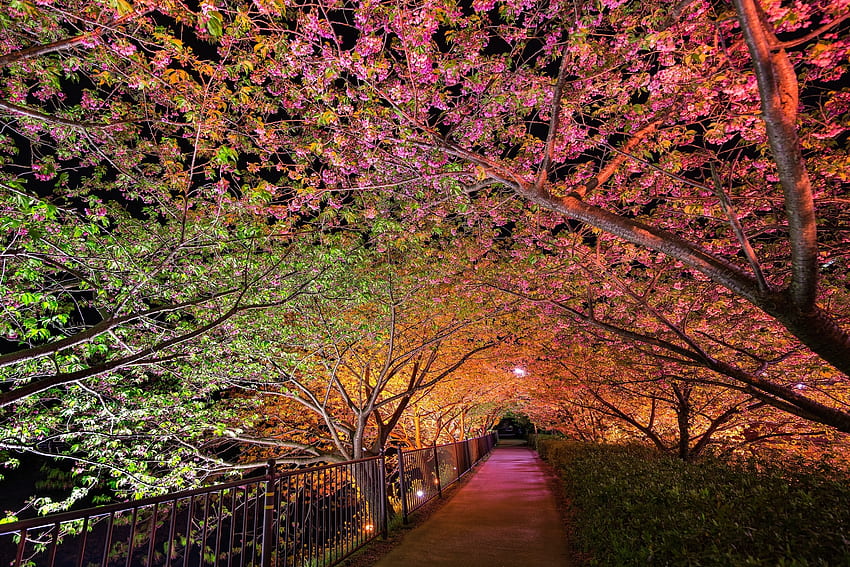 Spring, Nature, Night, Park, Alley, Backlight, Illumination HD wallpaper